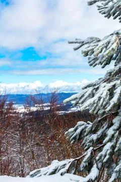 Branches of Pine Tree Covered by the Snow on Blurred Background Фото