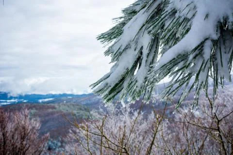 Branches of Pine Tree Covered by the Snow on Blurred Background Фото