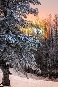 Branches of Pine Tree Covered by the Snow on Blurred Background at sunrise 库存照片