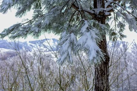 Branches of Pine Tree Covered by the Snow on Blurred Background Stock Photos