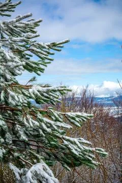 Branches of Pine Tree Covered by the Snow on Blurred Background Stock Photos