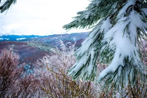 Branches of Pine Tree Covered by the Snow on Blurred Background Stock Photos
