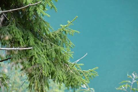 Branches of a pine tree on the edge of blue lake in JiuZhaiGou of China Stock Photos