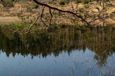 Branches from pine tree with leaf and lake Stock Photos