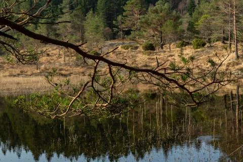 Branches from pine tree with leaf and lake Stock Photos