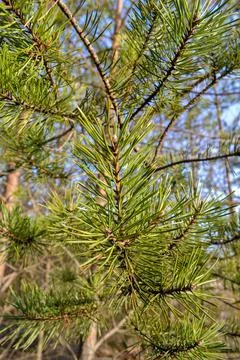 Branches of pine tree in the morning in a pine forest, against a tree trunk a Foto stock