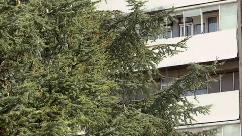 The branches of the pine tree move from the strong wind 库存影片 85855680