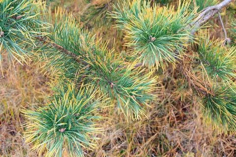 Branches of pine tree with natural background. Stock Photos