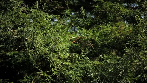 Branches of a pine tree in a park blowing in the wind. Stock Footage 88341897