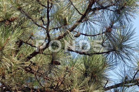Branches of pine tree Stock Photos
