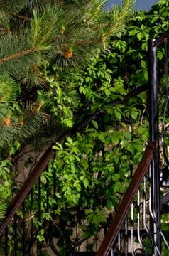 Branches of the pine tree Stock Photos