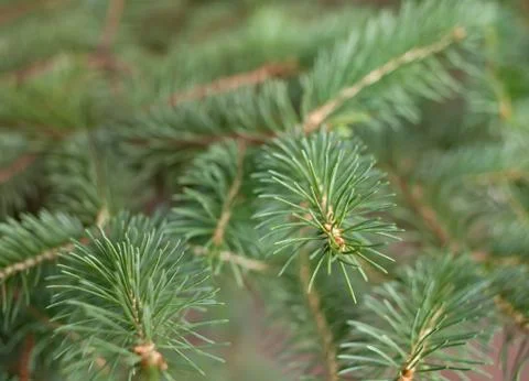 Branches of pine tree Stock Photos