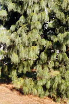 Branches  of pine tree Stock Photos