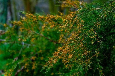 Branches of pine tree Stock Photos