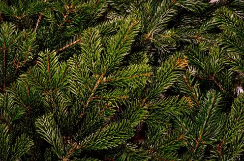 Branches of the pine tree Stock Photos