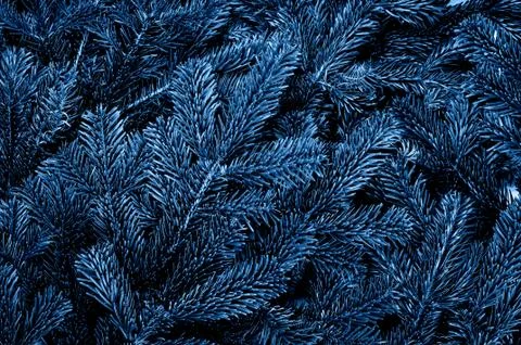 Branches of the pine tree Foto stock