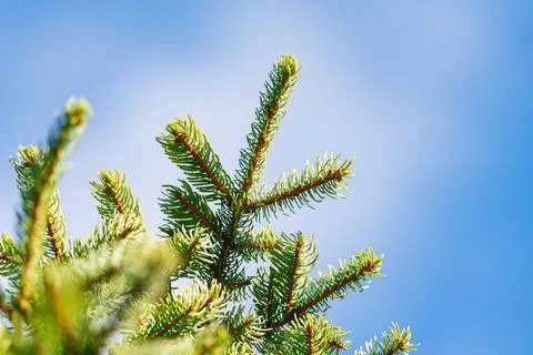 Branches of pine tree with prickly needles. Xmas fir tree on background of blue Stock-Fotos