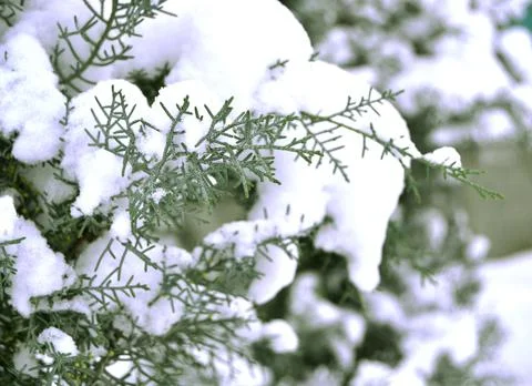 Branches of pine tree with snow close up Stock-Fotos