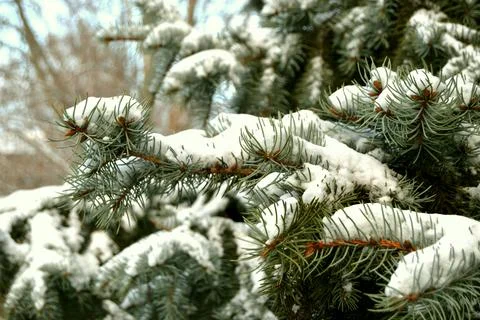 Branches of pine tree with snow close up Foto stock