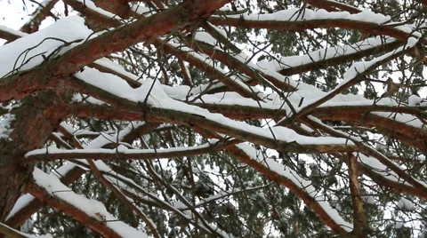 Branches of pine tree with snow. Video stock 60130194