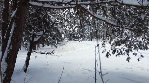 Branches of pine tree with snow. Stock Footage 60206615