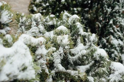 Branches of pine tree with snow Stock Photos