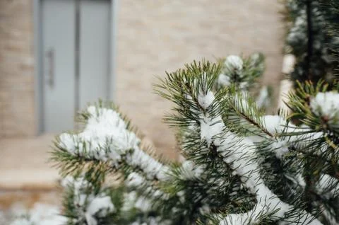 Branches of pine tree with snow 스톡 사진
