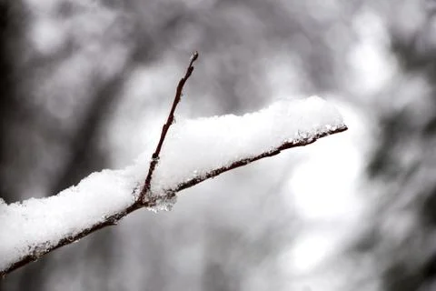 Branches of pine tree with snow Stock Photos