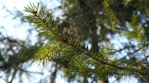 Branches Of Pine Tree In Sunny Spring Day Stock Footage 90155106