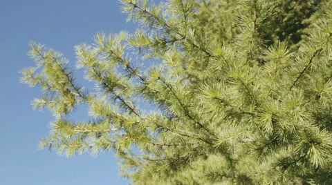 Branches of pine tree swaying in the wind Stock Footage 50225745