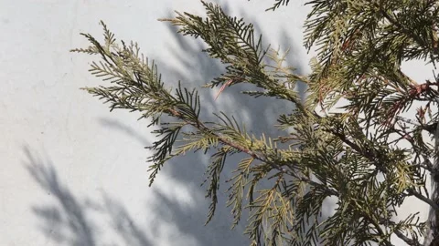 Branches of a pine tree swaying in the wind Stock Footage 172186793