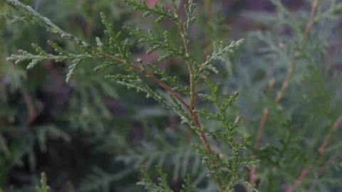 Branches of a pine tree swaying in the wind Video stock 172189837