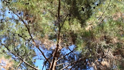 Branches of pine tree swaying in the wind Stock Footage 246128425