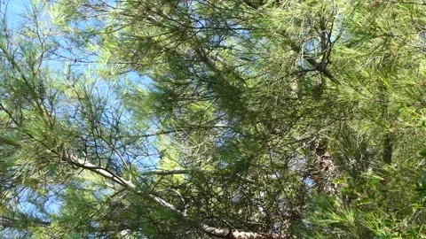 Branches of pine tree swaying in the wind Video stock 246128428