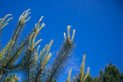Branches of pine tree with young sprouts against blue sky Stock Photos