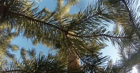 Branches of pine trees and clear blue sky view from the bottom up Stock Footage 46879907
