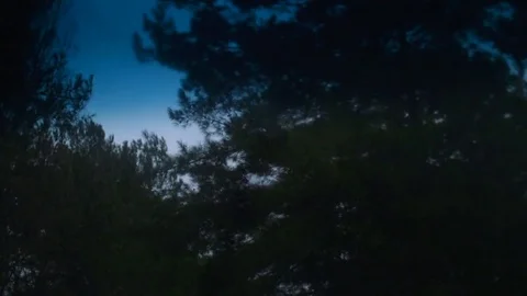 Branches of pine trees bent over the roof of the car. View from the window of Stock Footage 74497558