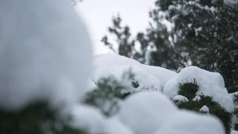 Branches of pine trees covered with snow Video stock 133959234