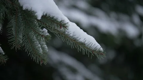 Branches of pine trees covered with snow Video stock 133961149