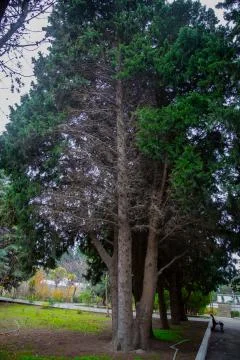 The branches of the pine trees have dried up . Twisting branches with green n Stock Photos