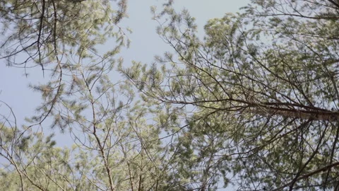 The branches of pine trees rotate in slow motion against the blue sky. Stock Footage 168684956