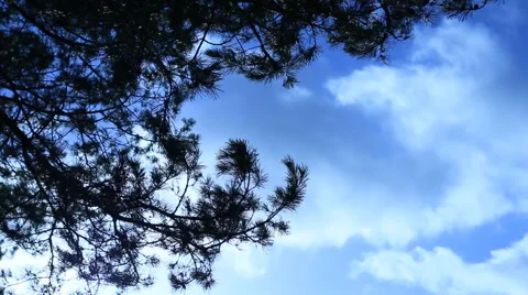 Branches of pine trees swaying from a wind on a sky background Video stock 60231264