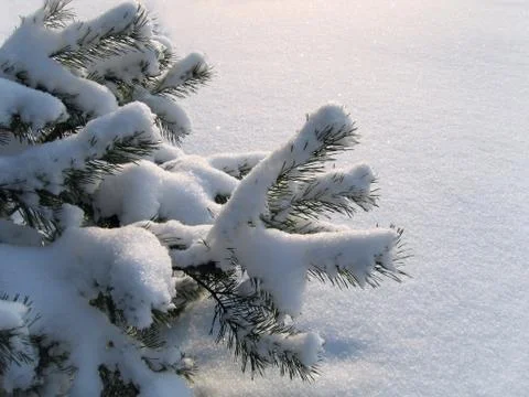 Branches of pine under a snow 스톡 사진