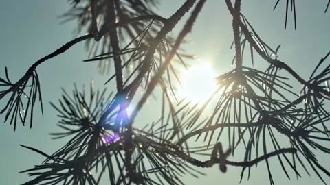 Branches of a pine in the wind on a blue sky and the sun close-up Stock Footage 157735279