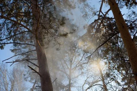 Branches of pine on the winter background Stock Photos