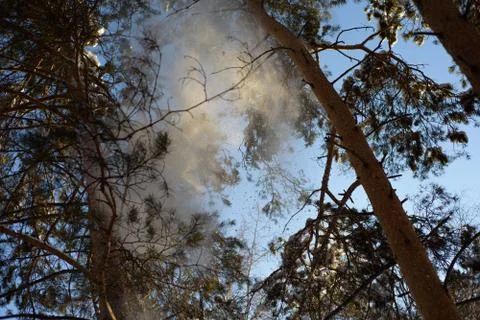 Branches of pine on the winter background Stock Photos