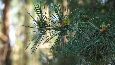 Branches of pine with young cones are swinging in the wind. Stock Footage 89768350