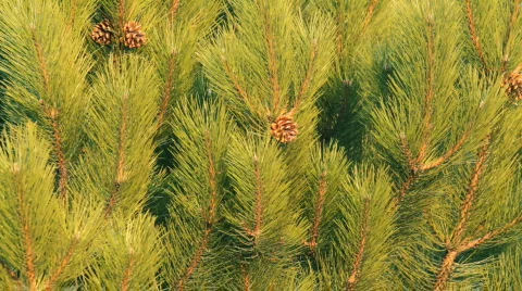 Branches of the pines Vídeos de archivo 732678