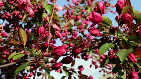 Branches of a pink apple tree swaying in the wind. Stock Footage 203765438