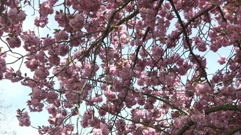 Branches, pink blossoms from below, blue sky behind, slomo Stock Footage 307398233